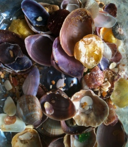 My collection of shells  Image copyright: http://thepollyannaplan.wordpress.com
